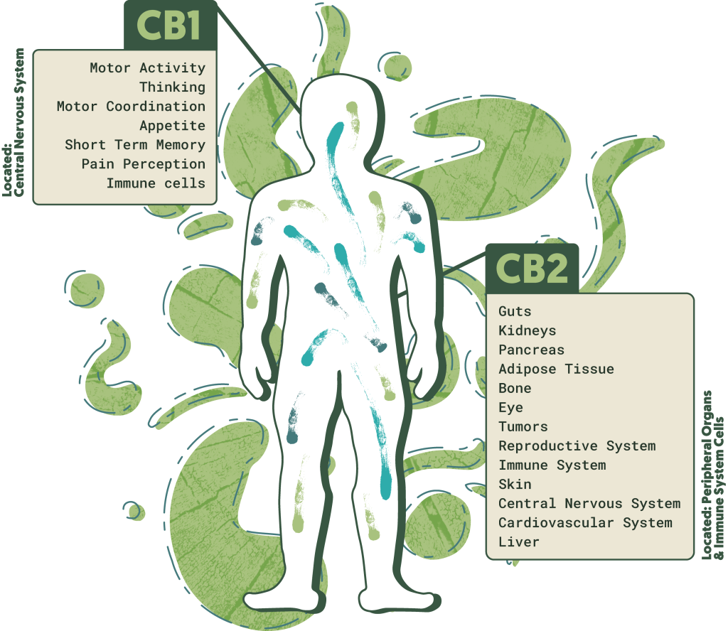 endocannabinoid system 