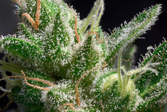 up close shot of cannabis trichomes