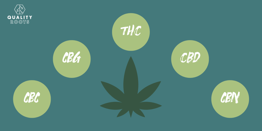 Understanding Cannabinoids And How They Affect Us • Quality Roots